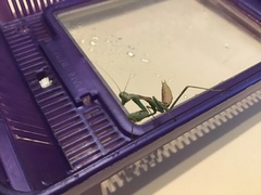 Stagmomantis limbata