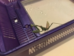 Stagmomantis limbata