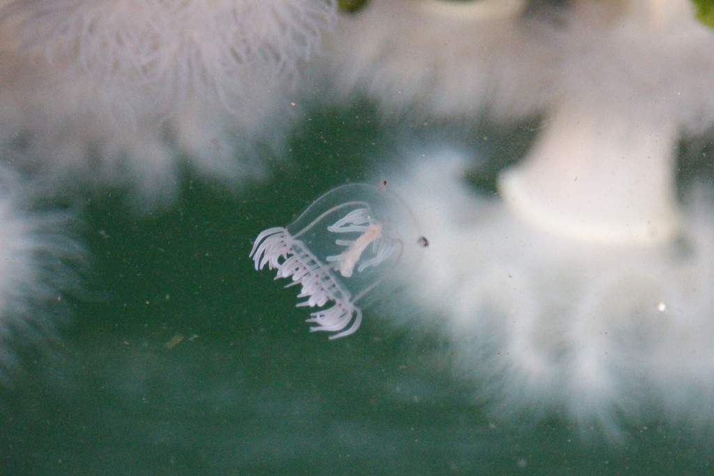 penicillate jellyfish
