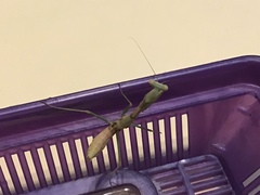 Stagmomantis limbata