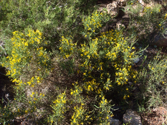 Genista sardoa