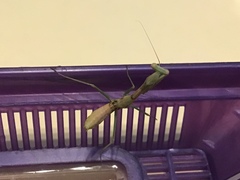 Stagmomantis limbata