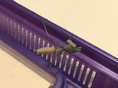 Stagmomantis limbata