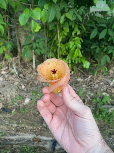 Talipariti tiliaceum