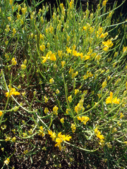 Genista sardoa