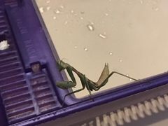 Stagmomantis limbata