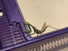 Stagmomantis limbata