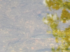 Micropterus salmoides
