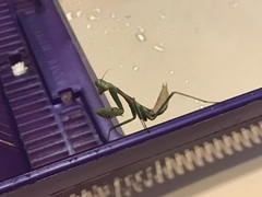 Stagmomantis limbata