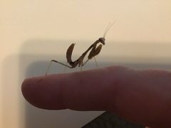 Stagmomantis limbata