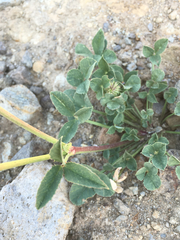 Trifolium productum