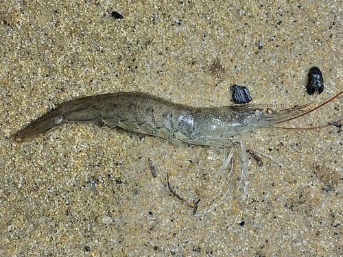 Metapenaeus macleayi observed 2025-02-03
