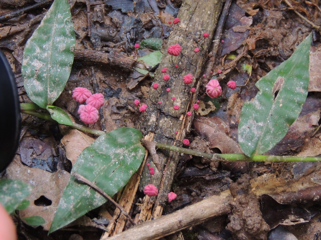 Marasmius haematocephalus · February 2025 · photo: © alineantunes (iNaturalist, cc-by-sa)