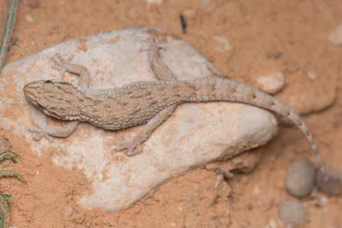 Algerian Wall Gecko