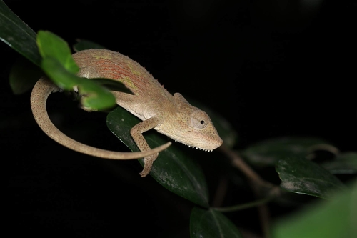 Dhlinza Dwarf Chameleon, Bradypodion caeruleogula