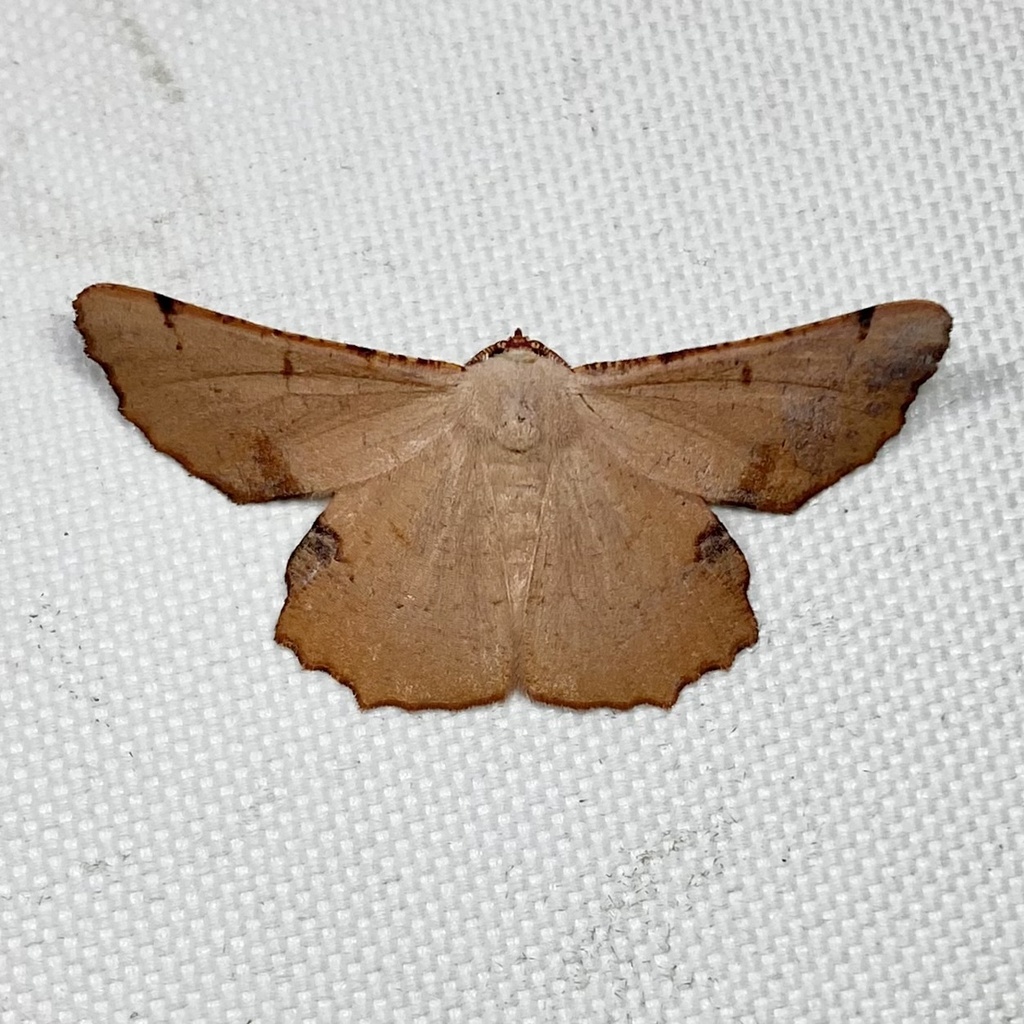 Cernia amyclaria