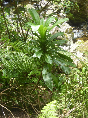 Musschia wollastonii, photograph 3