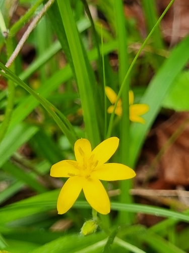 Foto de Gravatá