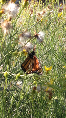 Danaus plexippus