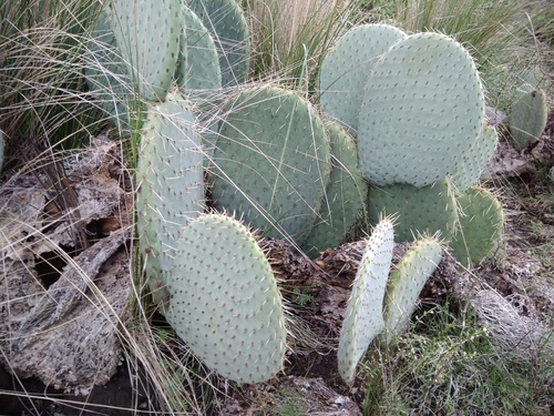 Large Round-leaved Prickly Pear (Opuntia spinulifera)