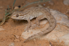 Algerian Wall Gecko photo 2