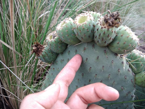 Opuntia spinulifera, photograph 1