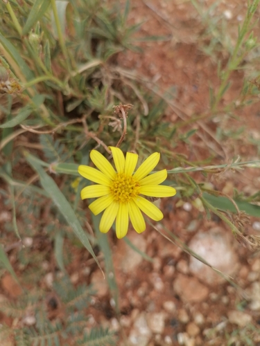 Sheep Boneseed (Osteospermum scariosum)