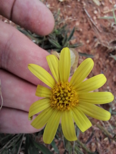 Osteospermum scariosum, photograph 2
