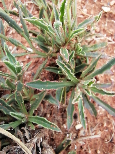 Osteospermum scariosum, photograph 3