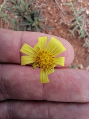 Osteospermum scariosum, photograph (c) James Rodger, some rights reserved (CC BY)