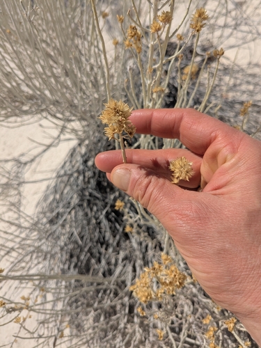iNaturalist observation 2025-02-15