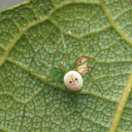 Araneus transversus Rainbow, 1912