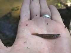 Etheostoma edwini