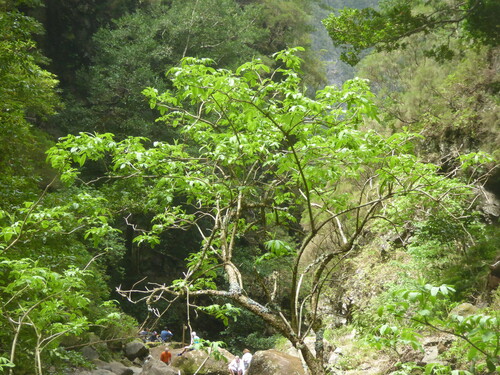 Sambucus lanceolata, photograph 4