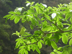 (c) fmunoz, some rights reserved (CC BY) Sambucus lanceolata, photograph (c) fmunoz, some rights reserved (CC BY)