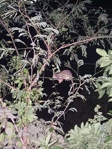 Strigocuscus celebensis