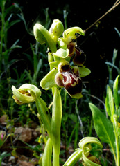 Ophrys umbilicata