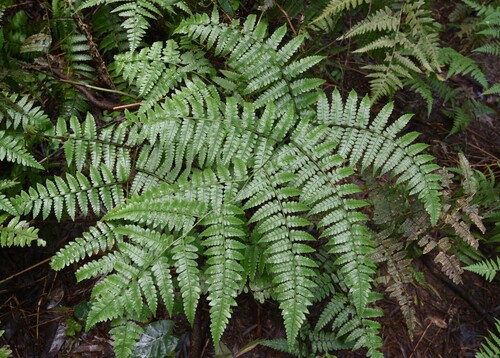Diplazium hachijoense iNat (2)