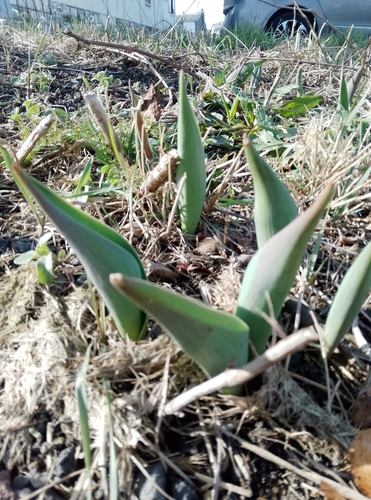 Foto de Tulipa