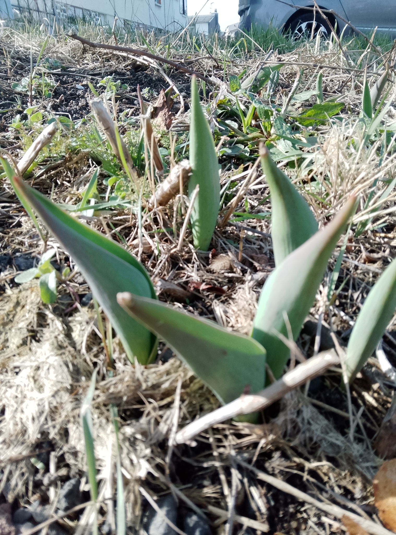 Imagem de Tulipa