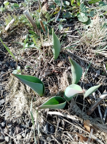 Foto de Tulipa