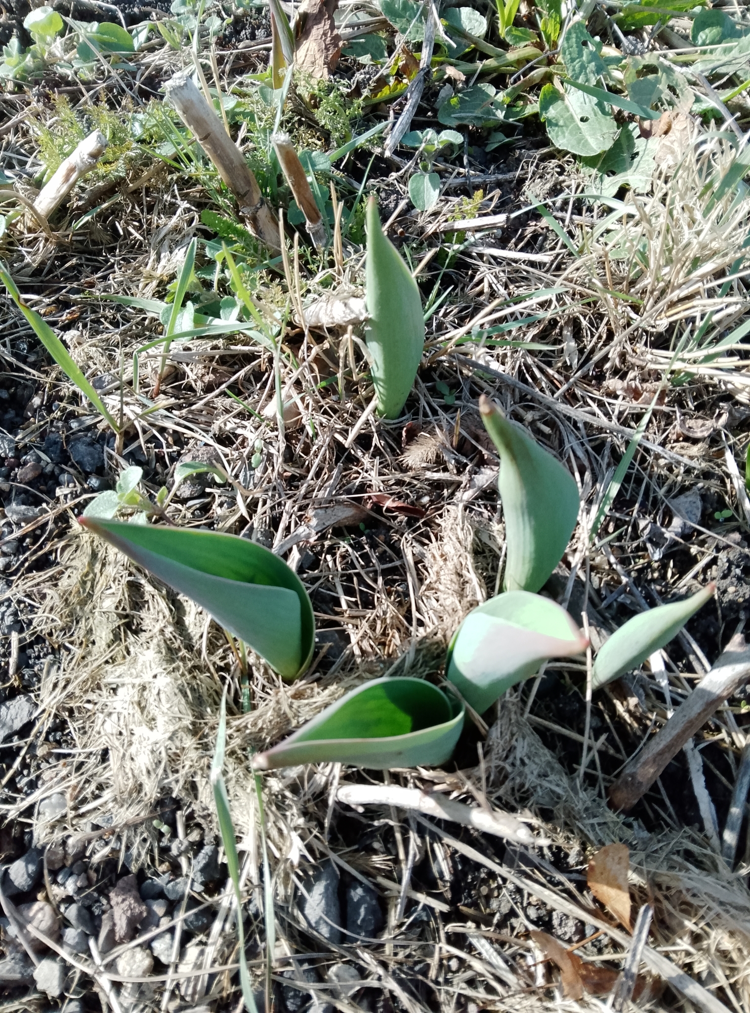 Imagem de Tulipa