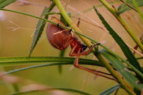 European Yellow Sac Spider