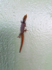 Sphaerodactylus grandisquamis