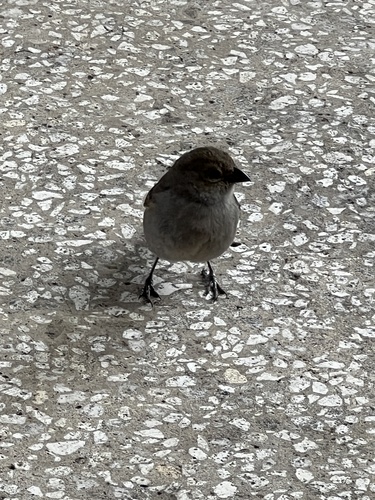 Barbados Bullfinch (Loxigilla barbadensis), photo 6
