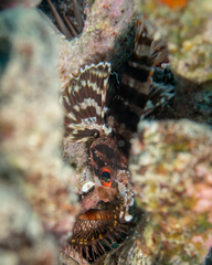 Dendrochirus barberi