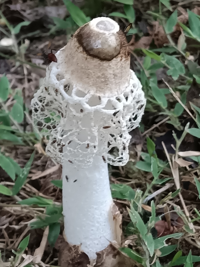 Phallus merulinus · February 2025 · photo: © guillaume_delaitre (iNaturalist, cc-by)