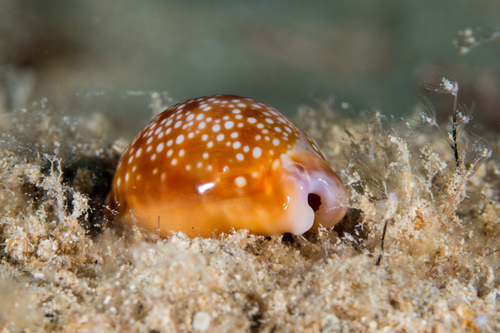 Honey Cowry