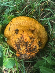 Calvatia rubroflava