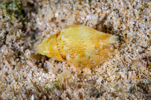 Strombus dentatus observed 2016-08-27